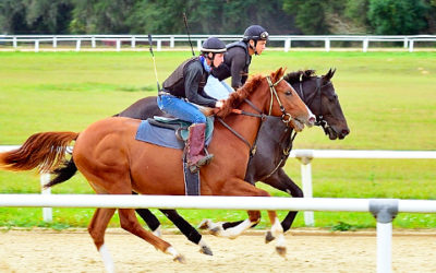 Finding the Perfect Horse Track Property