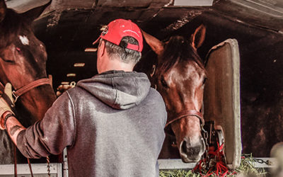 By Land Or By Air: Transporting Your Horses Safely and Efficiently