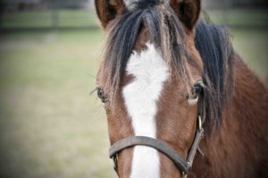 Horse at Bo-Bett Farm