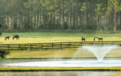 The American Horse Council Needs You