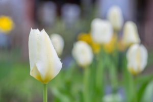 White tulips