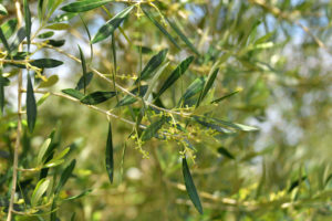 close up of a leaves on a tree