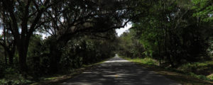 Looking down a Micanopy road.