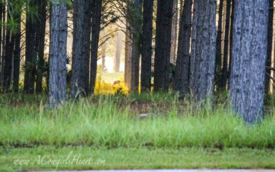 Local Land Conservation Can Save Ocala’s Equestrian Farms