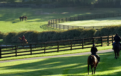 Helping Your Horse Adjust to a New Home in Ocala