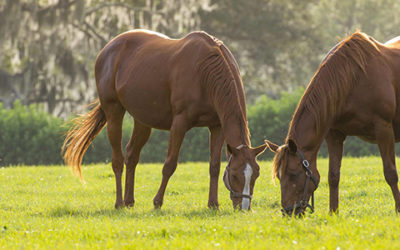 Choosing The Right Ocala Equestrian Property