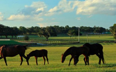 Selling Horse Country | Showcase Represents Iconic Padua Stables and Bridlewood Farm