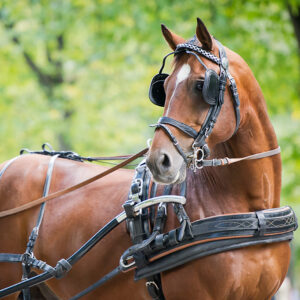 A harnessed horse with blinders
