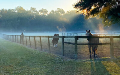 Horse Park Lane | Build Your Horse Farm Legacy