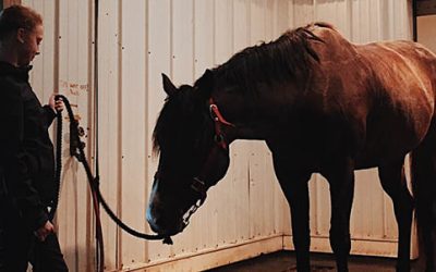 COVID-19 and Equine Safety: What Horse Owners and Equine Professionals Need to know