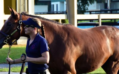 6 Tips For Enjoying Your First Thoroughbred Sale