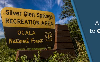 Florida Tourism Series | A Visitors’ Guide to Ocala National Forest