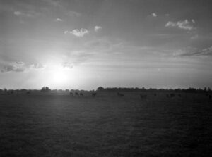 Herd of beef cattle grazing in Marion County at sundown, circa 1940s