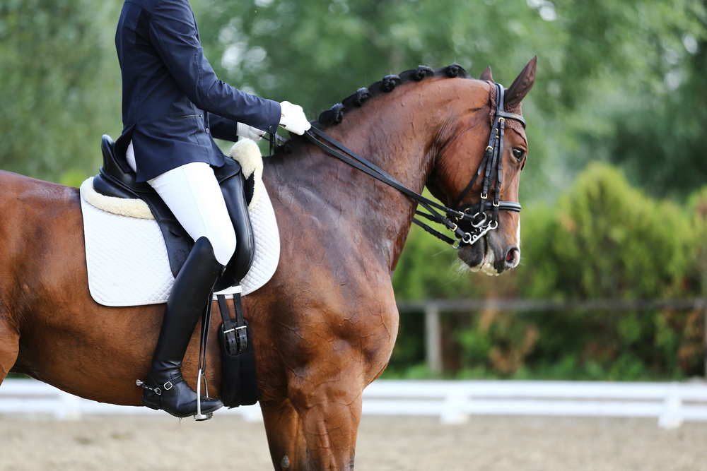 Sport horse portrait during dressage competition under saddle.Unknown contestant rides at dressage horse event indoor in riding ground