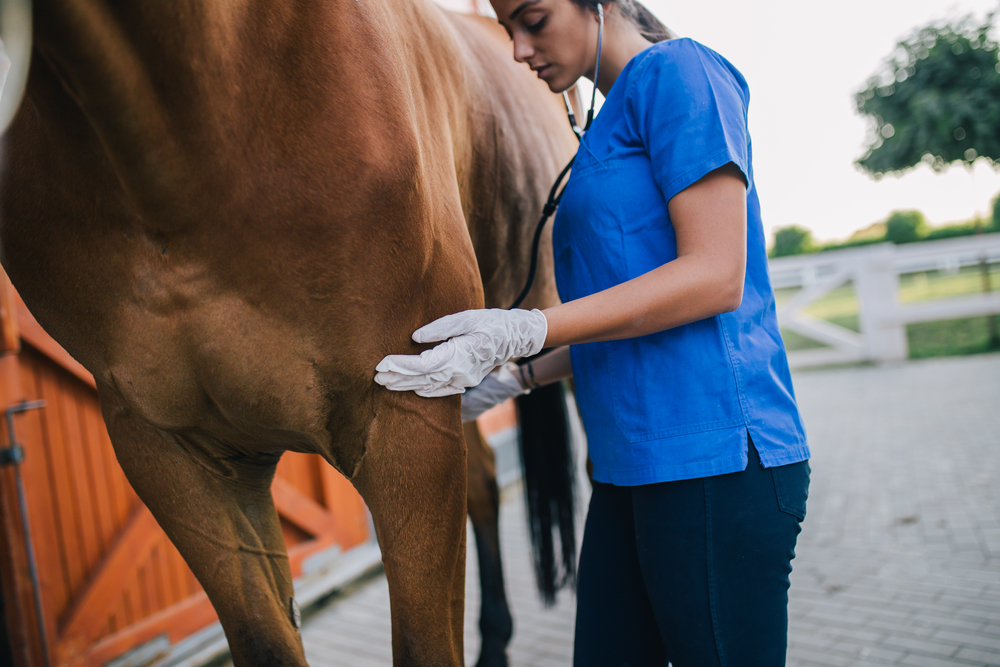 A veterinarian listening to a horse's heart.