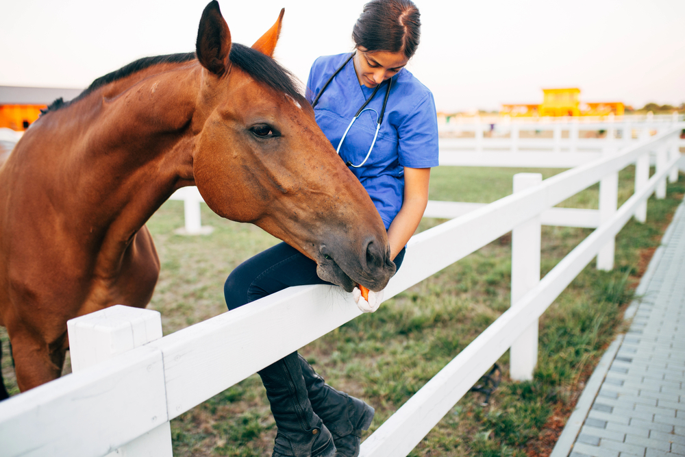 A veterinarian examining a horse.