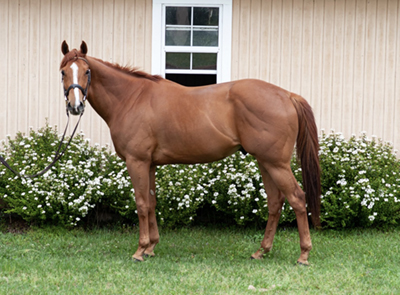 A retired Thoroughbred in the New Vocations Program