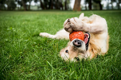 A golden retriever dog plays with a ball at a dog park.