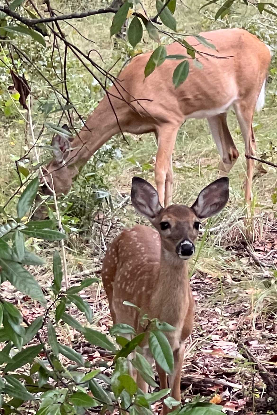 A doe and fawn on the cross florida greenway