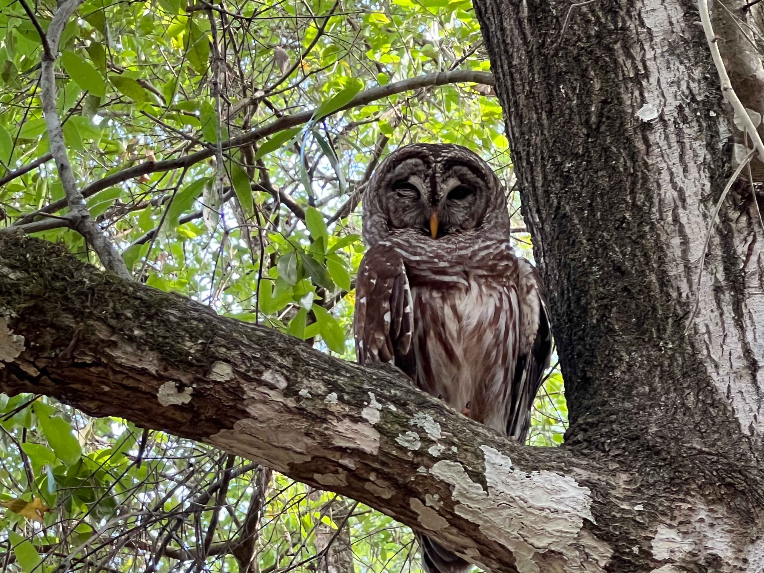 A barred owl snoozing along the greenway