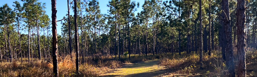 the cross florida greenway