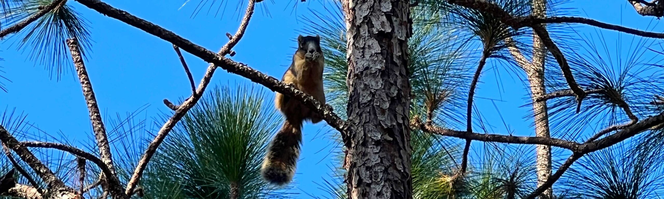 A Sherman's Fox Squirrel in a long leaf pine tree