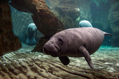 An underwater viewing of manatees. 