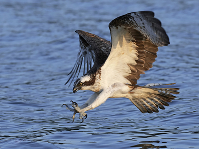 An osprey reaches towards catching a fish.