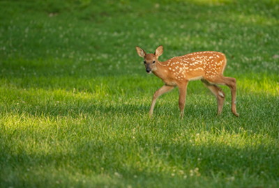 A white-tailed deer fawn with spots  in an meadow in summer.