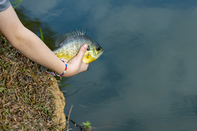 A child releases a bluegill back to the water.