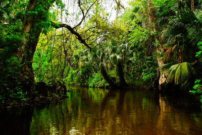 A tree-shaded Florida river at a park.