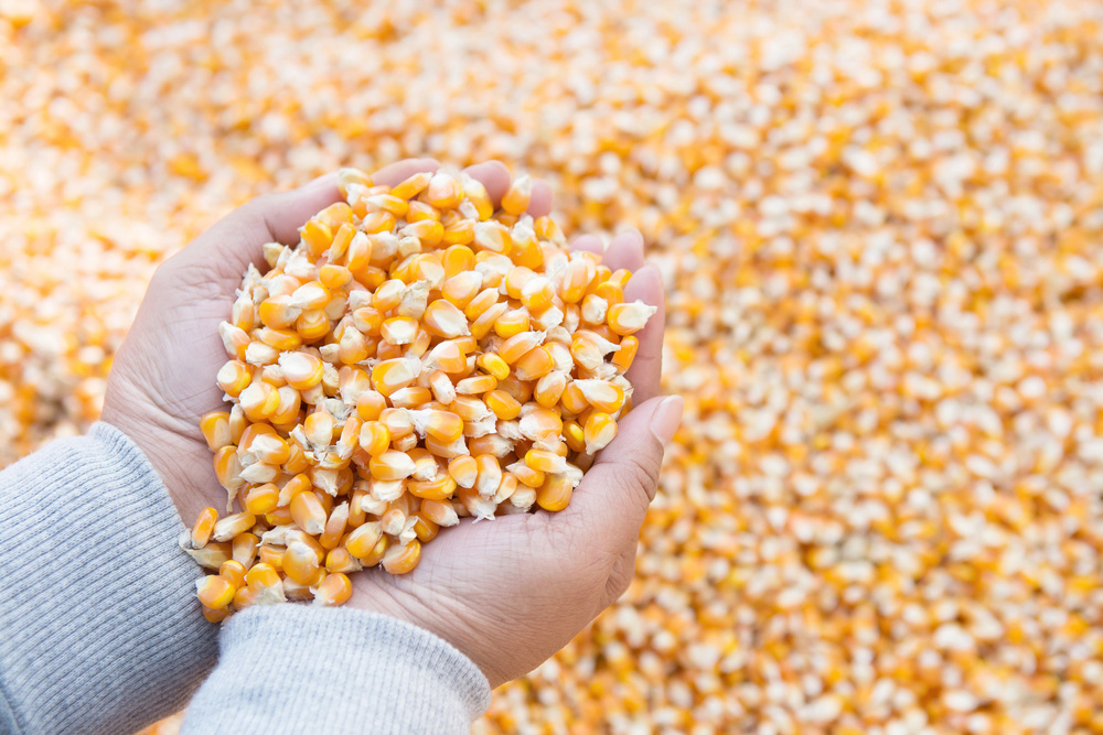 A person holding feed corn