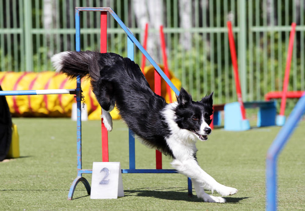 A border collie on an agility course