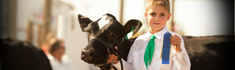 A young boy with his calf at the County Fair