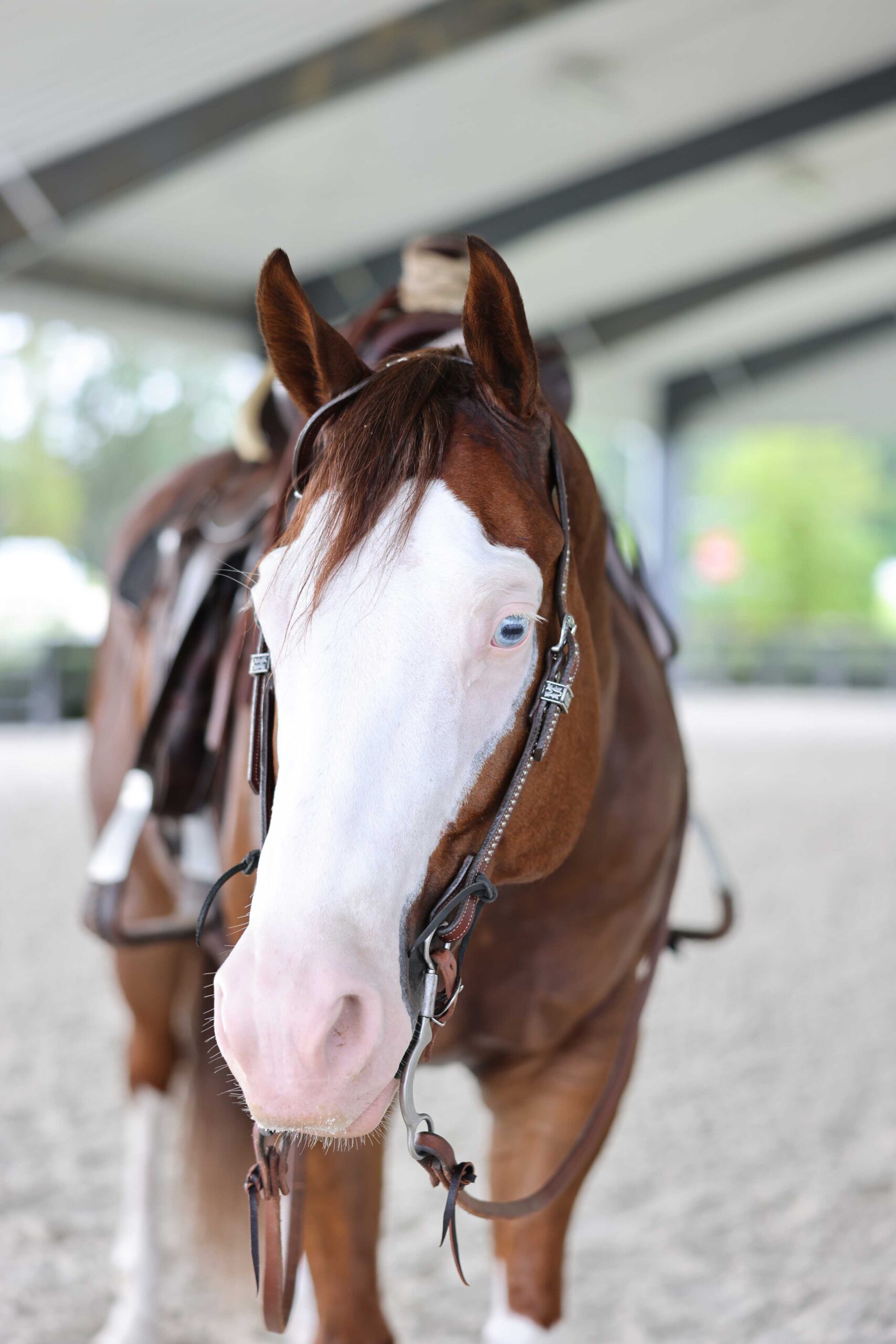 MCSO mounted unit member Sky